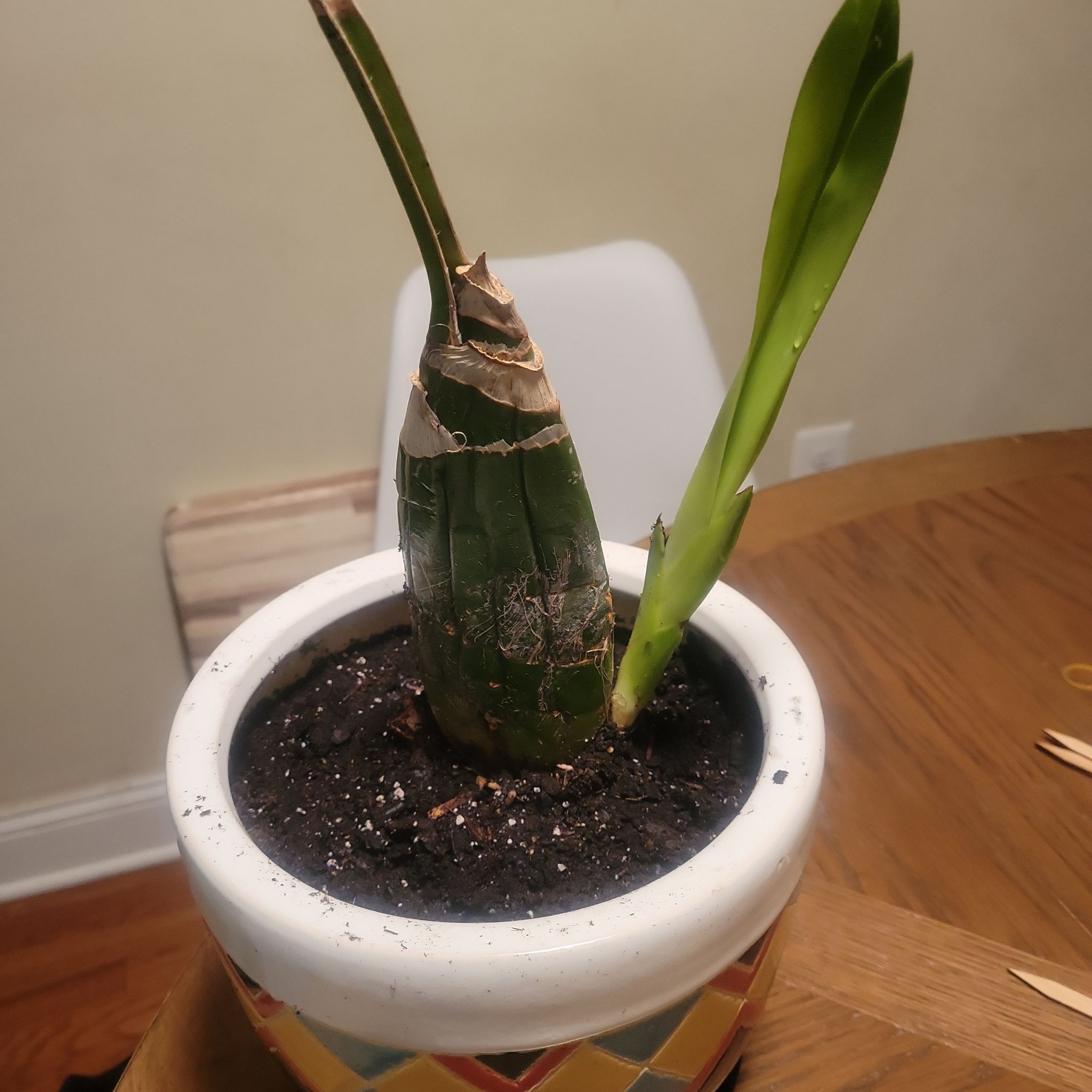 Potted Cockleshell Orchid with one healthy green stem and one browning stem.