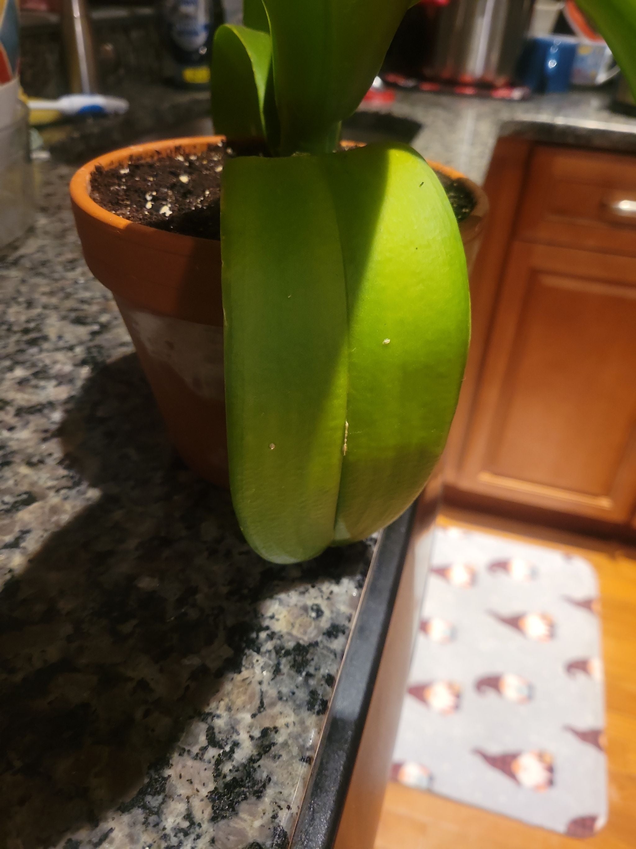 8 Key Factors in Choosing a Cat's Tongue Plant Pot 🐱