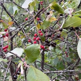 Photo of the plant species Bird Cherry by @SimplyPathetic named Baesil on Greg, the plant care app
