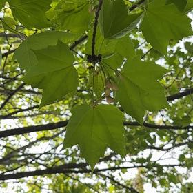Photo of the plant species Acer Rubrum by @SimplyPathetic named Sherlock on Greg, the plant care app
