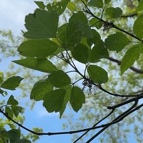 Photo of the plant species Manitoba Maple by @SimplyPathetic named Fernie Mac on Greg, the plant care app