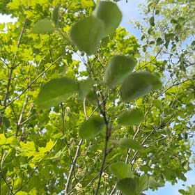 Photo of the plant species Common Buckthorn by @SimplyPathetic named Harry on Greg, the plant care app