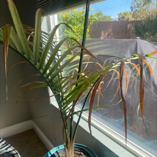 Pygmy Date Palm plant in Las Vegas, Nevada