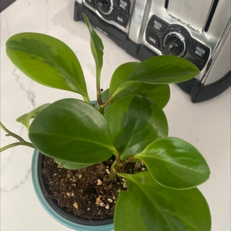 Baby Rubber Plant plant in Las Vegas, Nevada