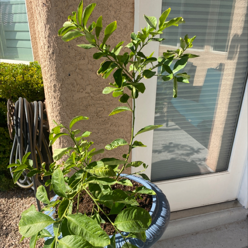 Makrut Lime plant in a blue pot outdoors with green leaves, some curling and discoloration at the bottom.