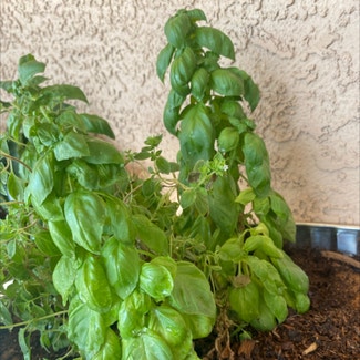 Sweet Basil plant in Las Vegas, Nevada