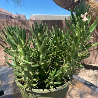 Eve's Needle Cactus plant in Las Vegas, Nevada