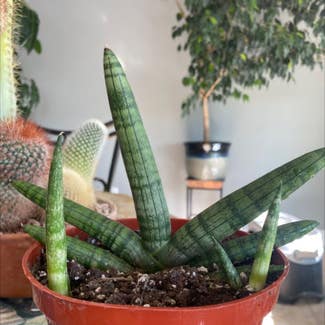 Cylindrical Snake Plant plant in Las Vegas, Nevada