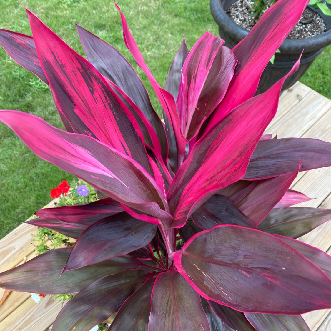 Photo of the plant species Ti Plant by @ZappyQuenepa named Willow on Greg, the plant care app