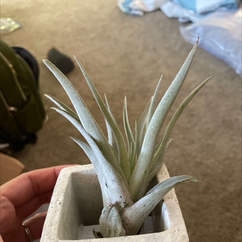 Tillandsia harrisii plant in a small pot, held by a hand.