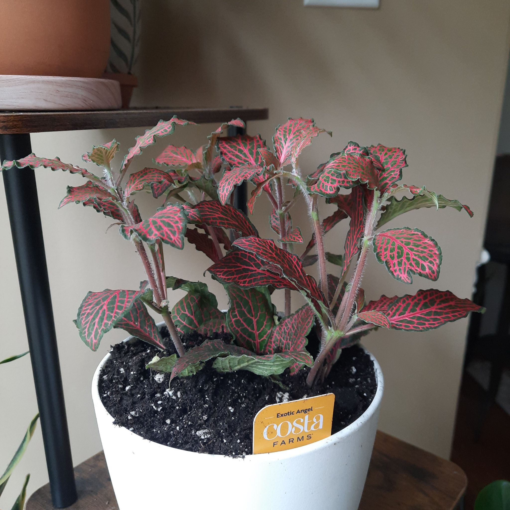 Photo of the plant species Fittonia 'Ruby Red' by @LushMendoza named Luna on Greg, the plant care app