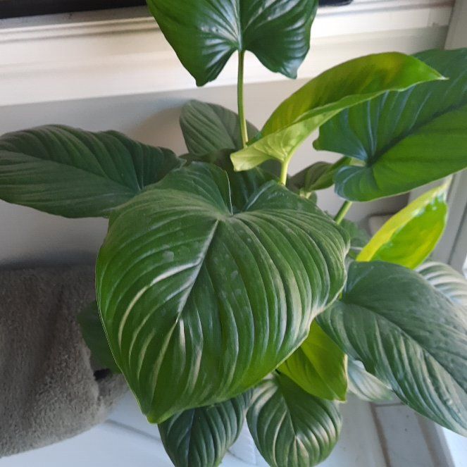 Photo of the plant species sunshine gem by @LushMendoza named Sunny on Greg, the plant care app