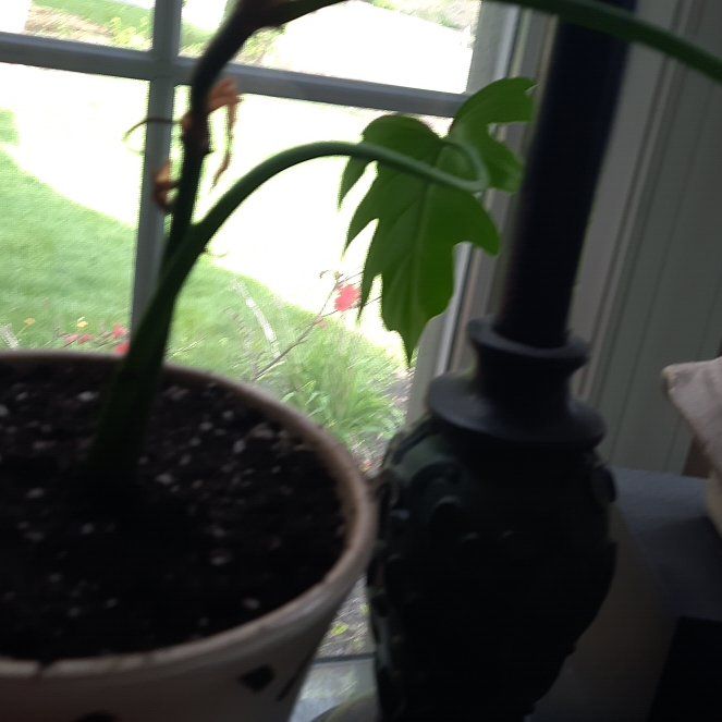 Photo of the plant species Philodendron Radiatum by @LushMendoza named Sonora on Greg, the plant care app