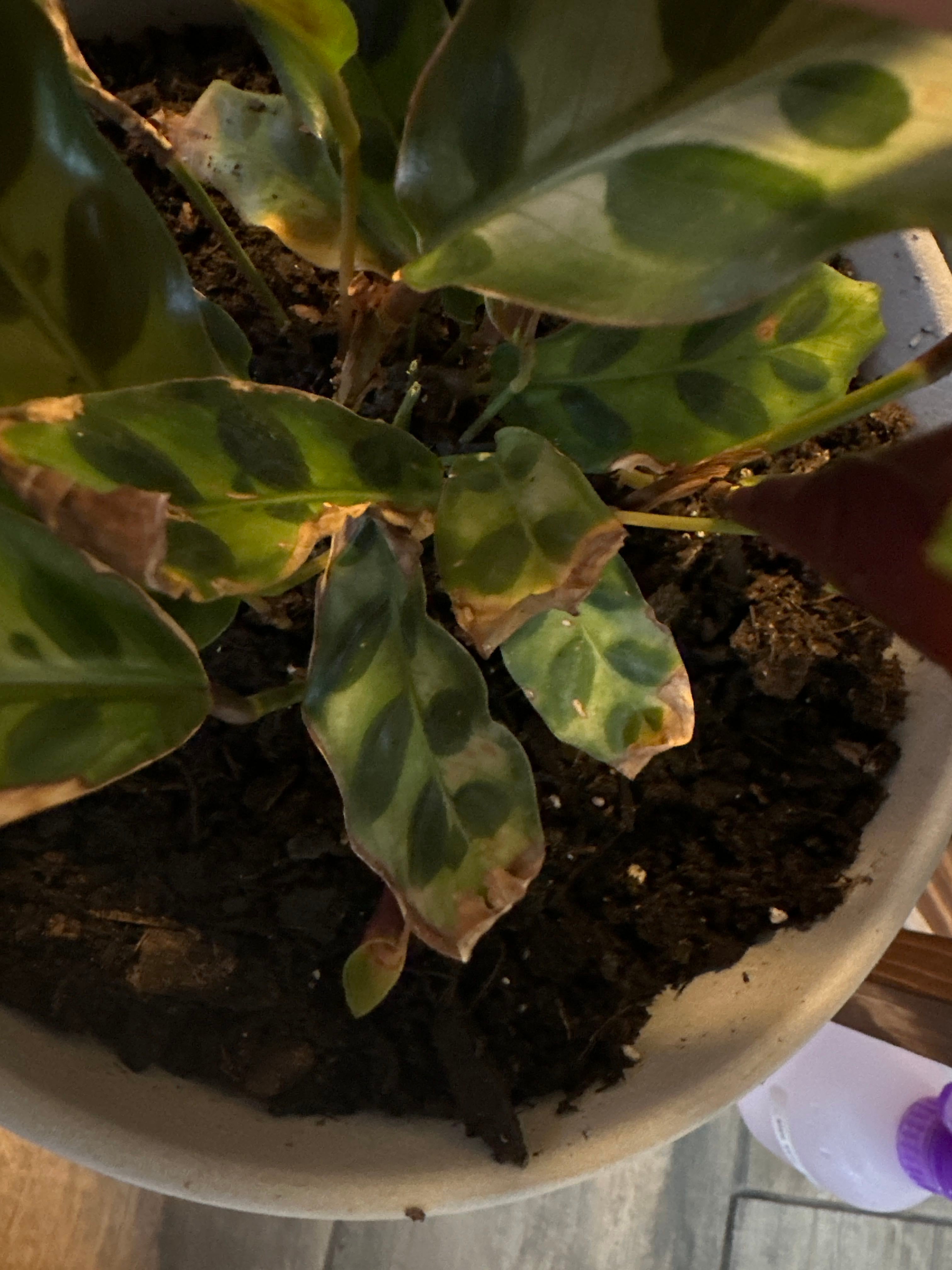 Why is the new growth on my rattlesnake plant turning bro...