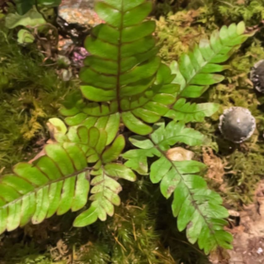 Photo of the plant species Rock Polypody by @BestFeijoa named Fernie Mercury on Greg, the plant care app