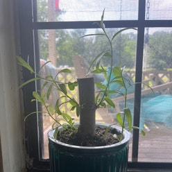 Weeping Willow Bonsai Tree plant