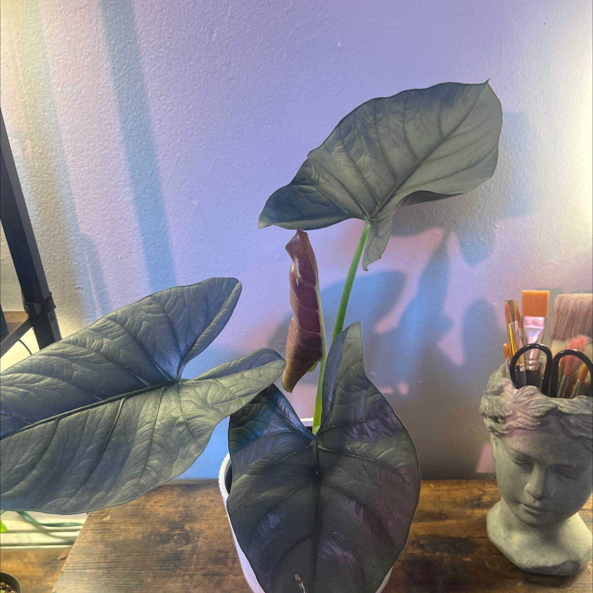 Photo of the plant species Alocasia Reginae Black by @sosa named da Vinci on Greg, the plant care app