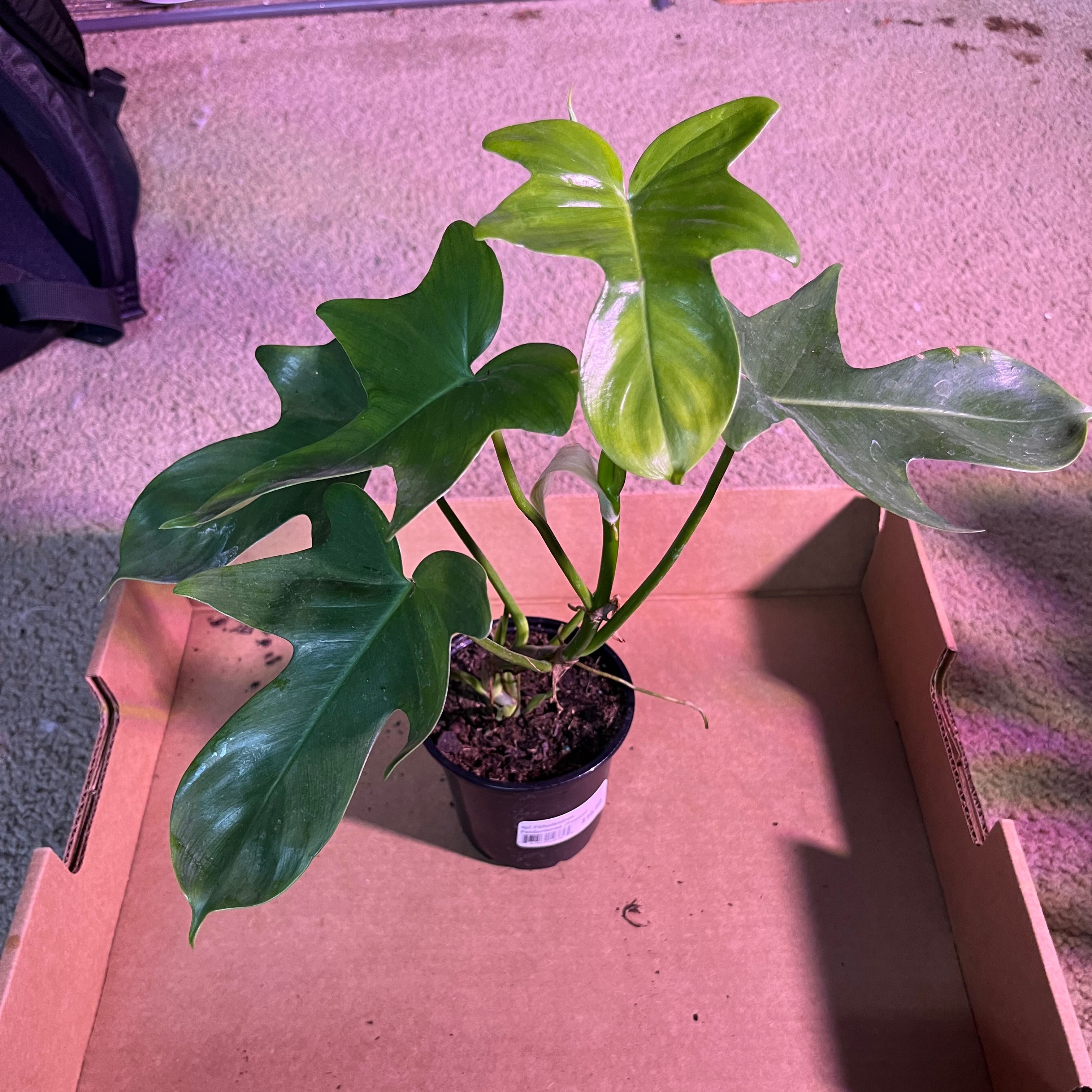 Philodendron panduriforme plant in a small pot with visible soil, one leaf showing yellowing.