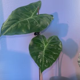 Photo of the plant species Pink Dragon by @sosa named Aria on Greg, the plant care app