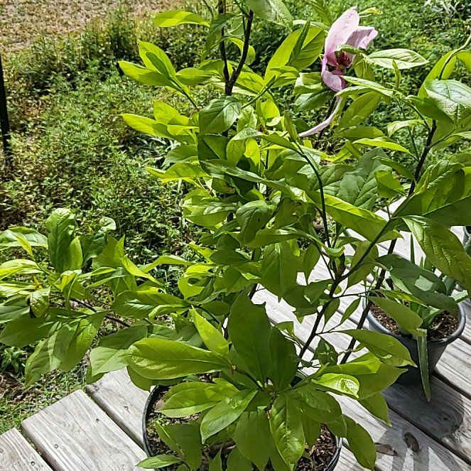 Photo of the plant species Chinese magnolia by @BeauteousCanna named Lebron on Greg, the plant care app