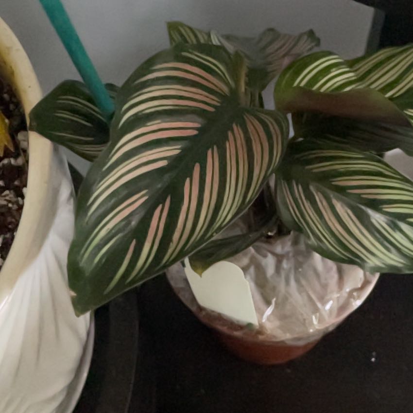 Photo of the plant species White Star by @SweetFilbert named Francesca on Greg, the plant care app