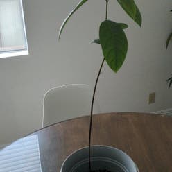 Avocado plant