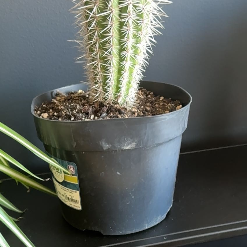 Photo of the plant species Cardon 'Album' by @Ghizal named Ulysses S Plant on Greg, the plant care app