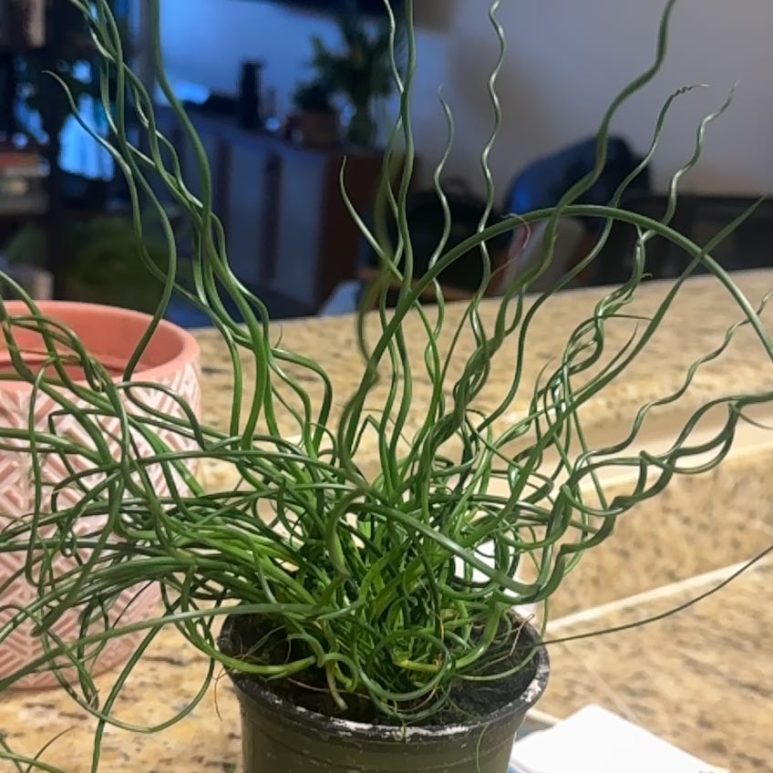 Photo of the plant species Corkscrew rush by @Ghizal named Stella on Greg, the plant care app