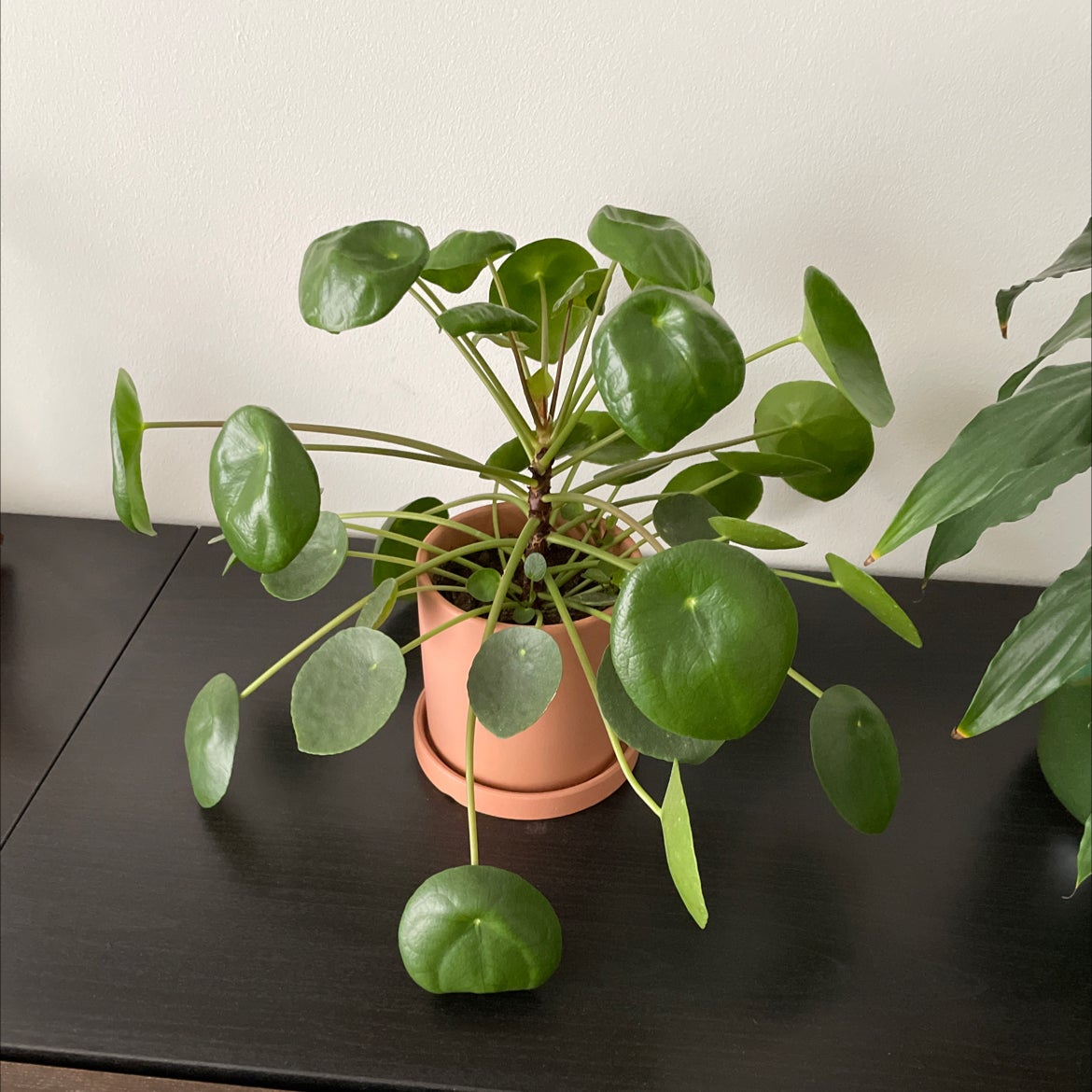 How Often Do I Need To Water My Chinese Money Plant?