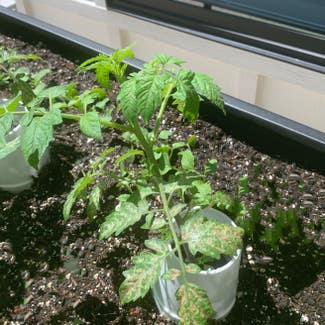 Tomato Plant plant in Somewhere on Earth