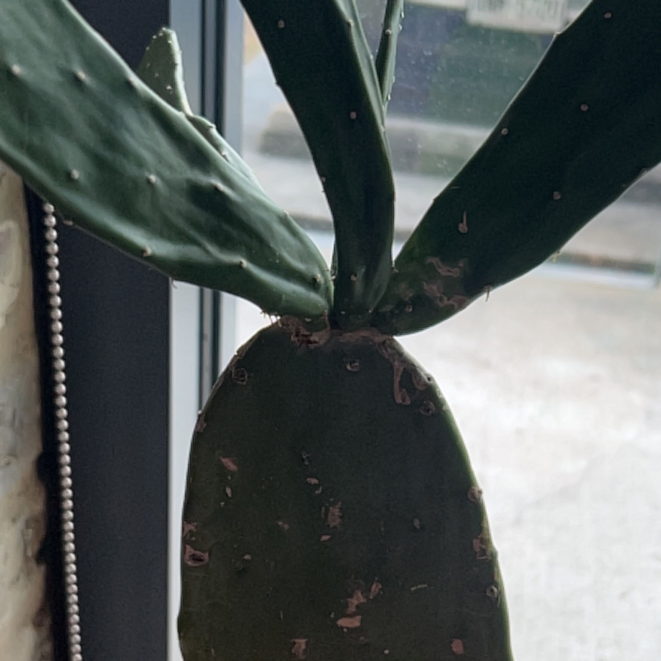 Cochineal Cactus with some browning on the pads, placed indoors near a window.