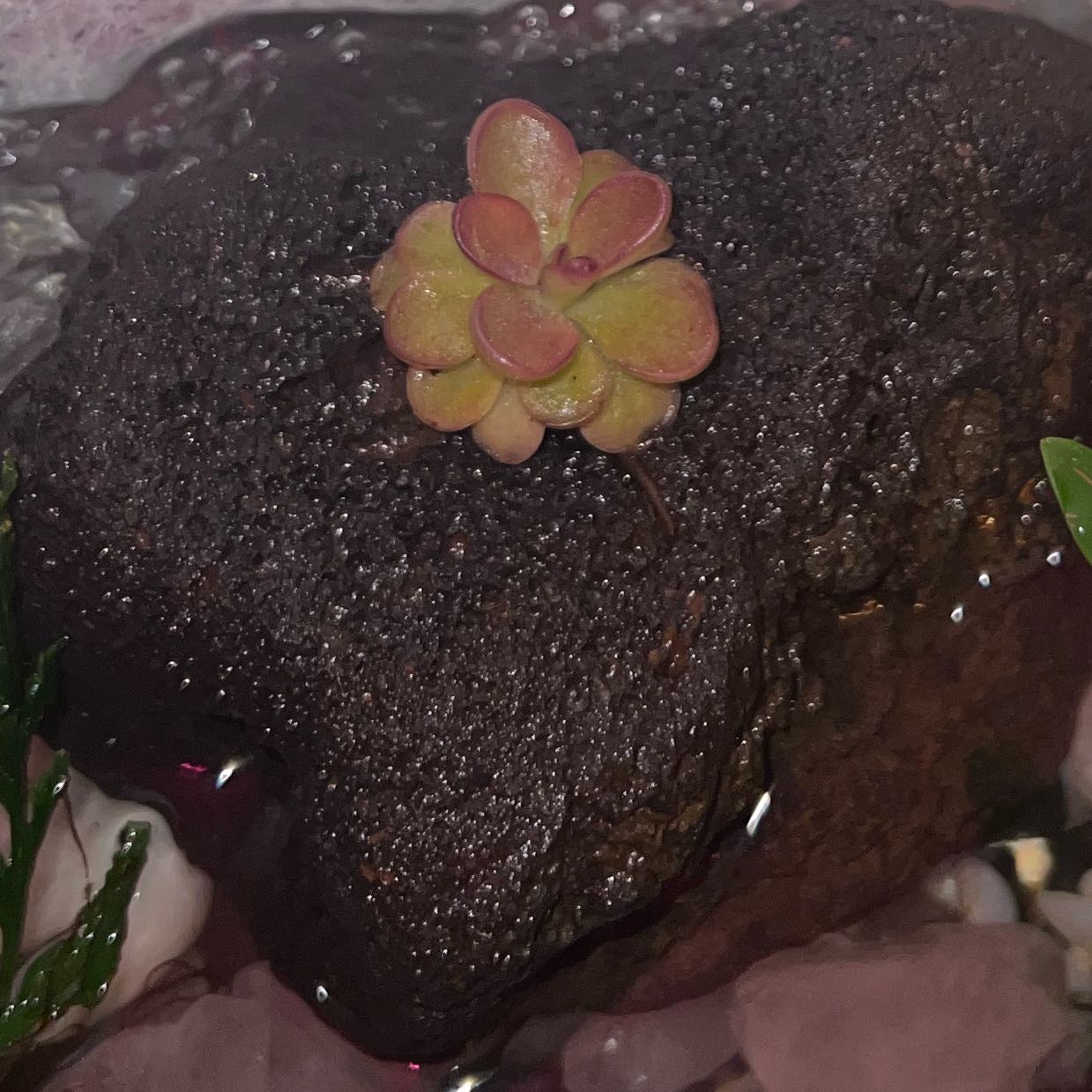 Photo of the plant species Pink Butterwort by @FestivePunk named Sanders on Greg, the plant care app