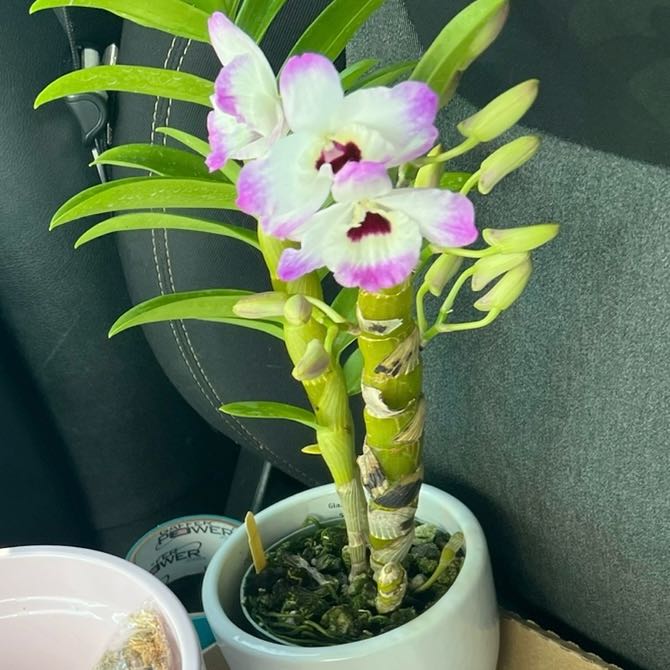 Photo of the plant species Cattleya by @FestivePunk named Mollie on Greg, the plant care app