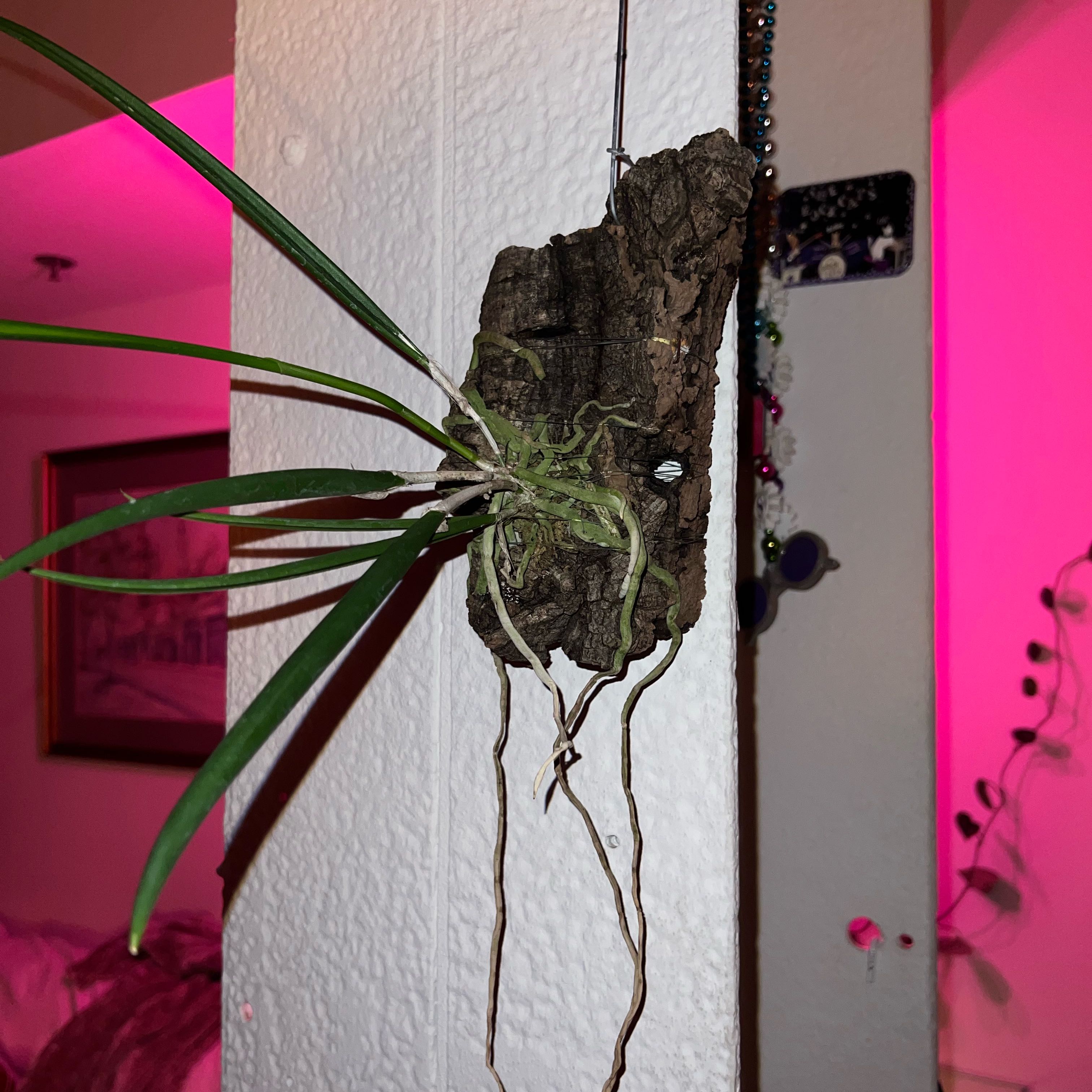 Photo of the plant species Night Fragrant Orchid by @FestivePunk named Marie Laveaux on Greg, the plant care app