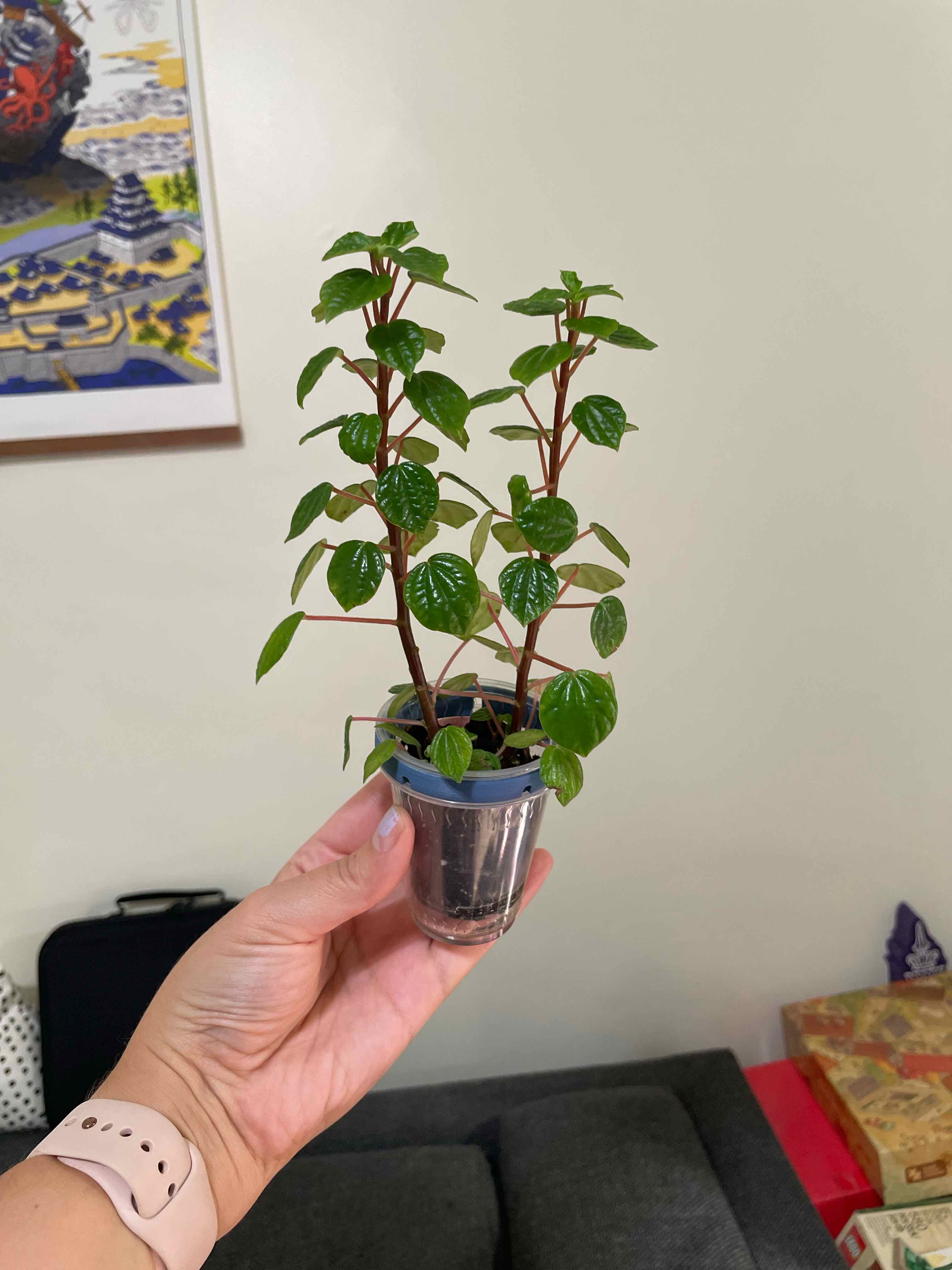 Photo of the plant species Peperomia meridiana by @Alinaa named [💀] Merry on Greg, the plant care app