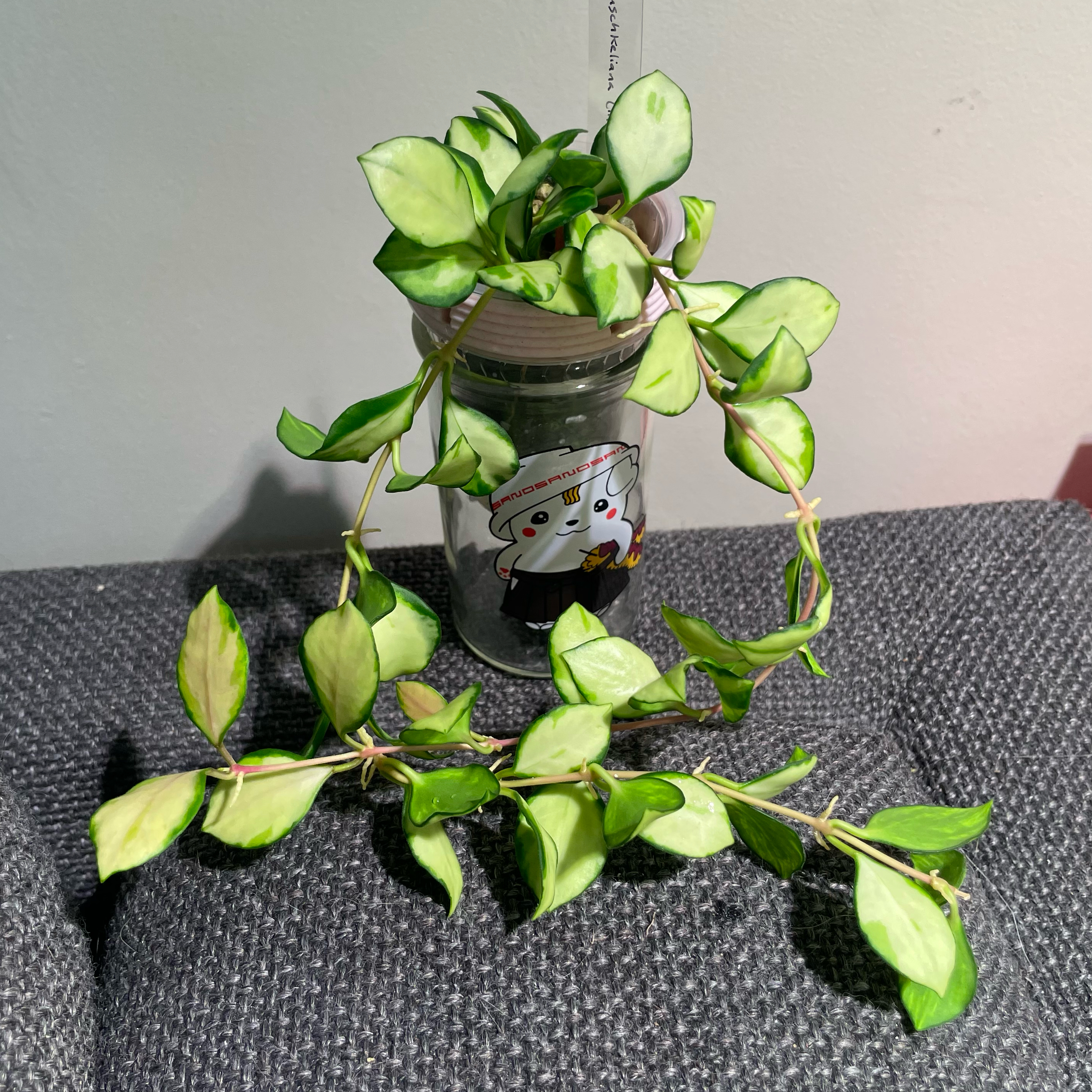 Hoya heuschkeliana variegata plant with variegated leaves in a glass container.