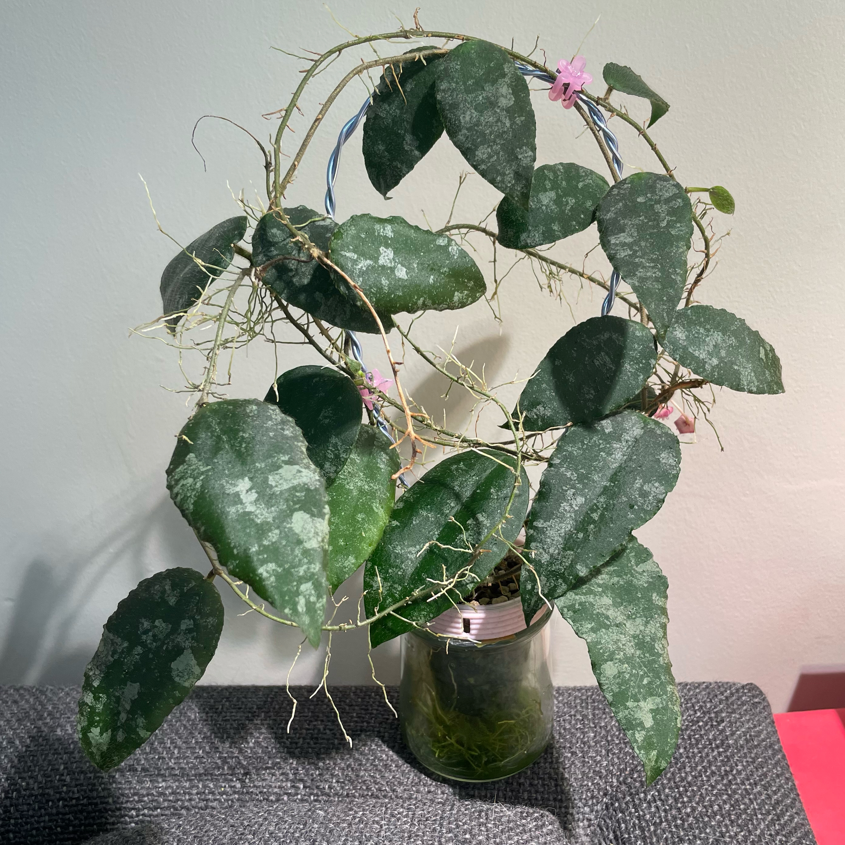 Hoya caudata Sumatra plant with green leaves and white speckles in a glass container.