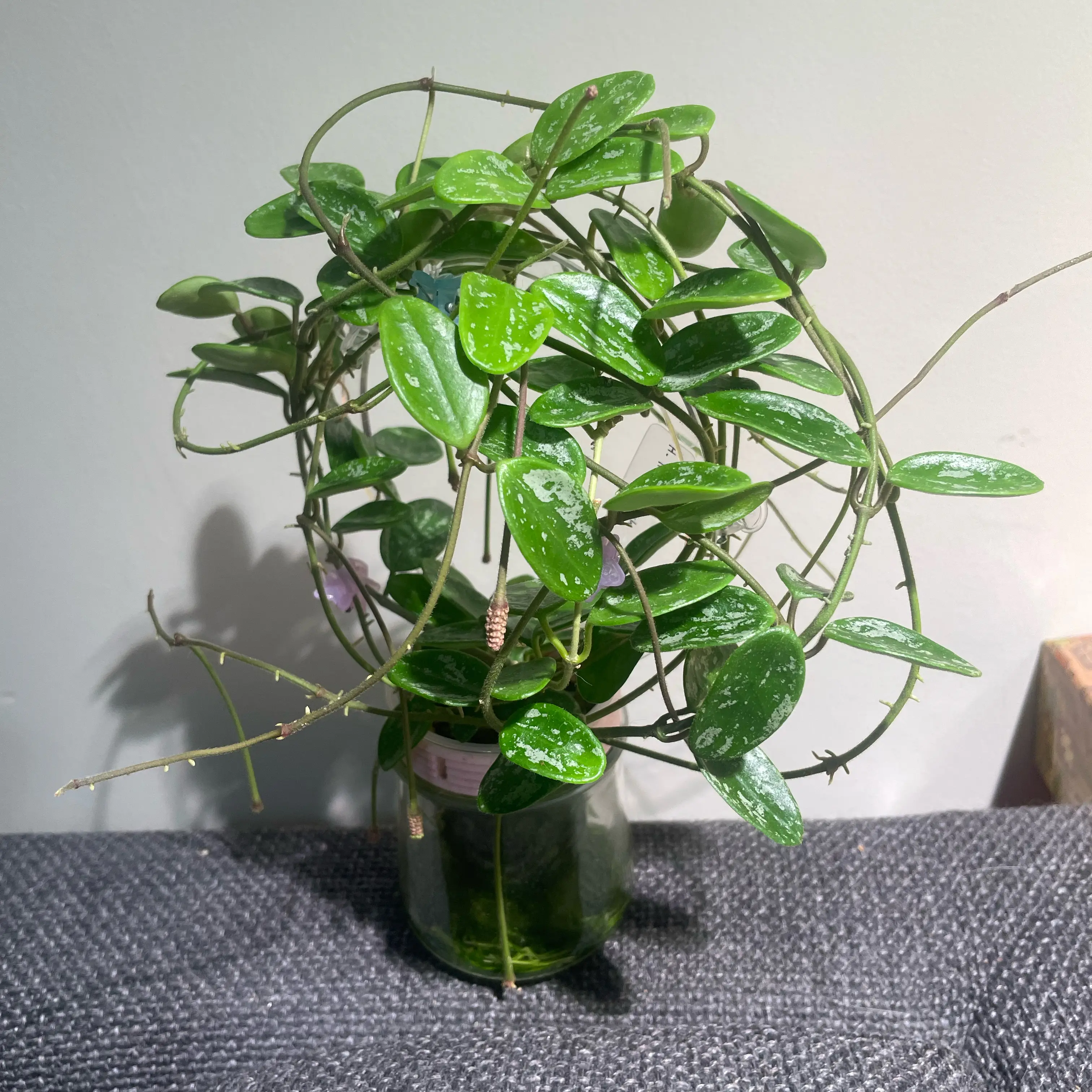 Photo of the plant species Hoya Lima Splash by @Alinaa named [h-c1.2] Lima Bean on Greg, the plant care app