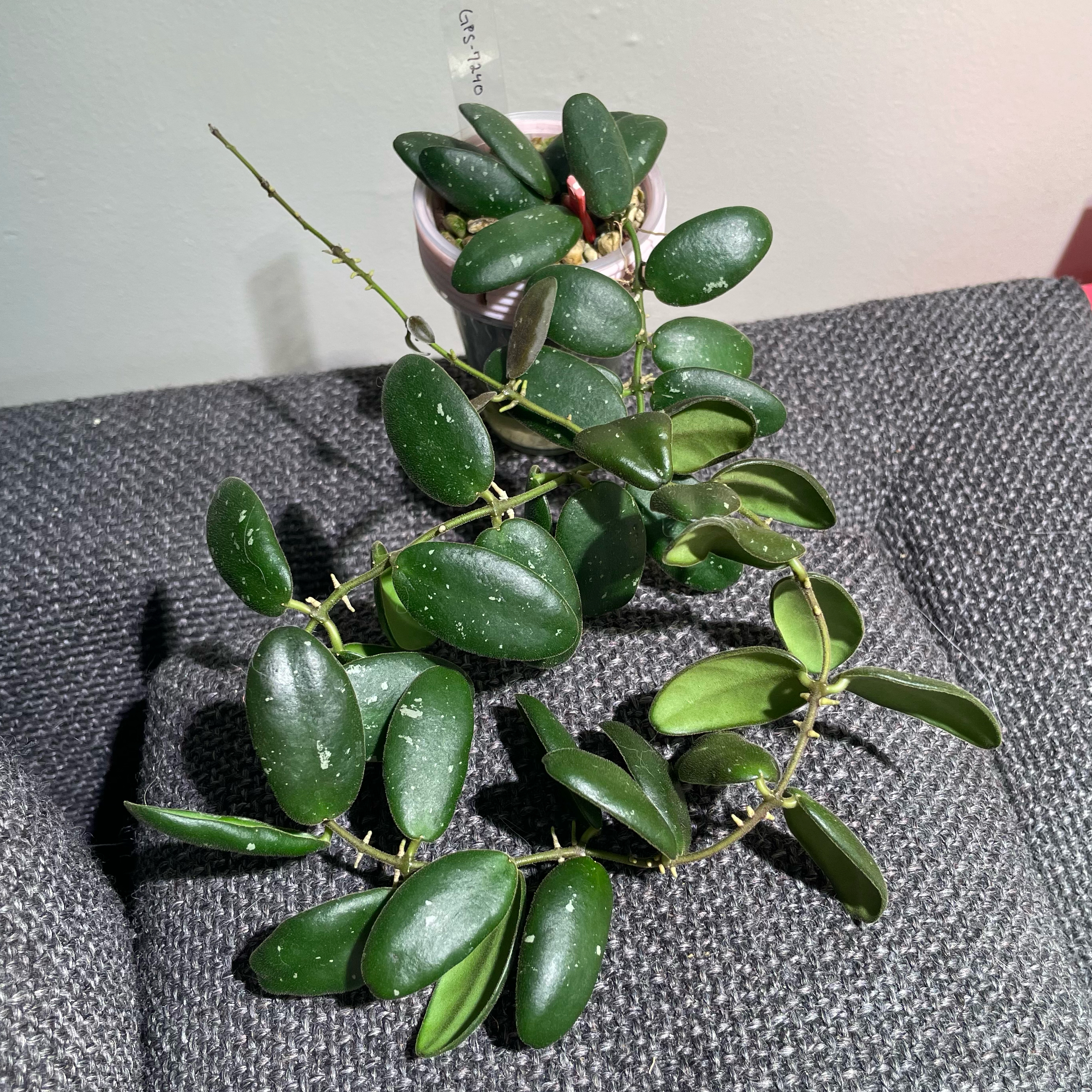 Photo of the plant species Hoya GPS 7240 by @Alinaa named [h-c2.3] Grapeade on Greg, the plant care app