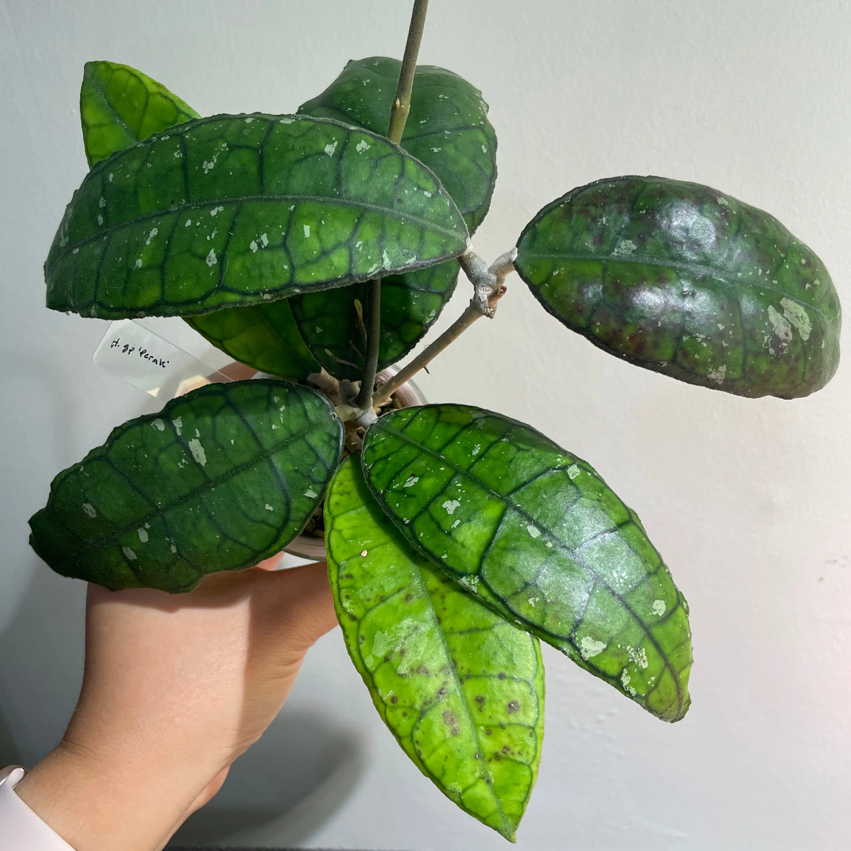 Photo of the plant species Hoya Perak Teddy Bear by @Alinaa named [h-q4] Paddington Bear on Greg, the plant care app
