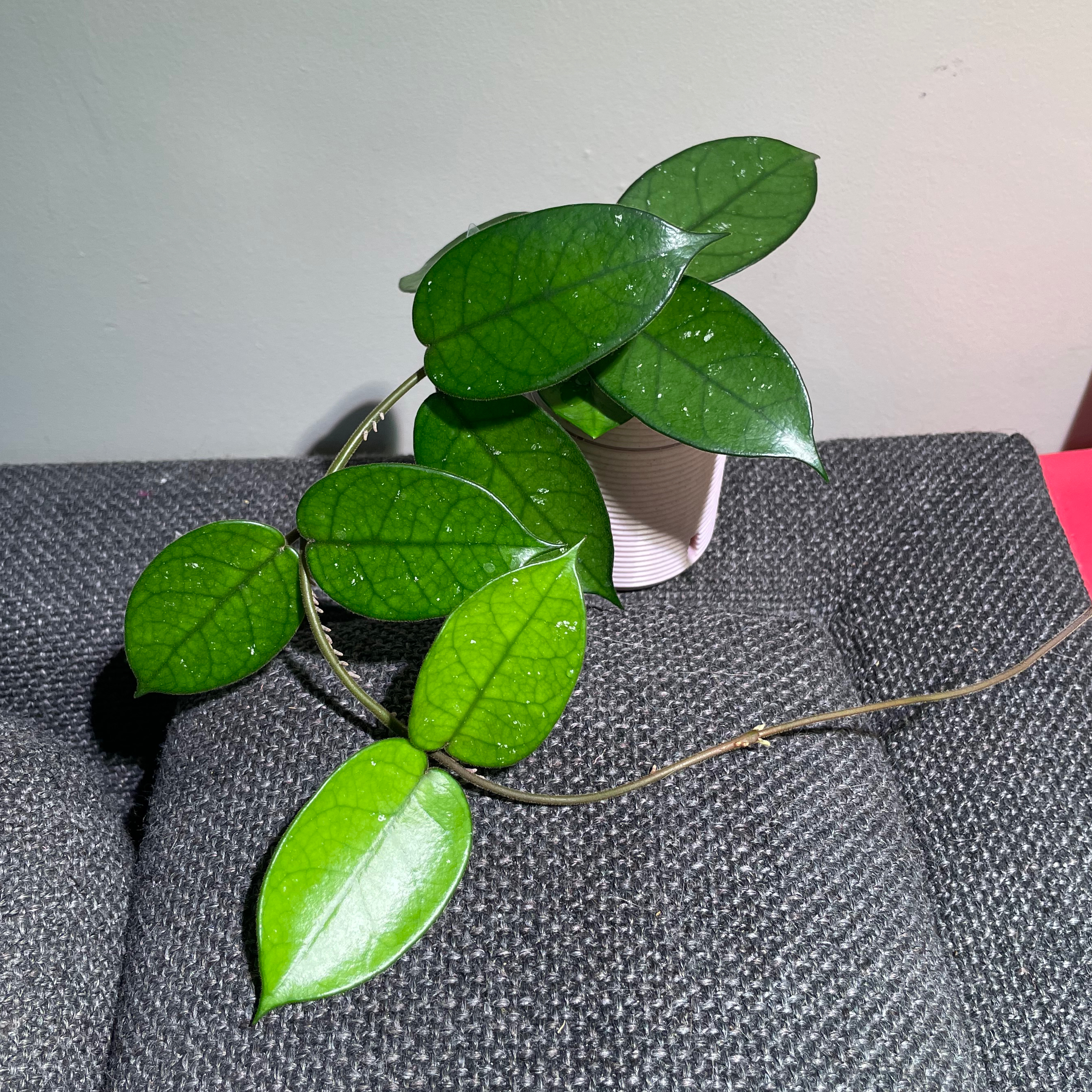 Porcelain Flower uploaded to the Greg plant app by @Alinaa