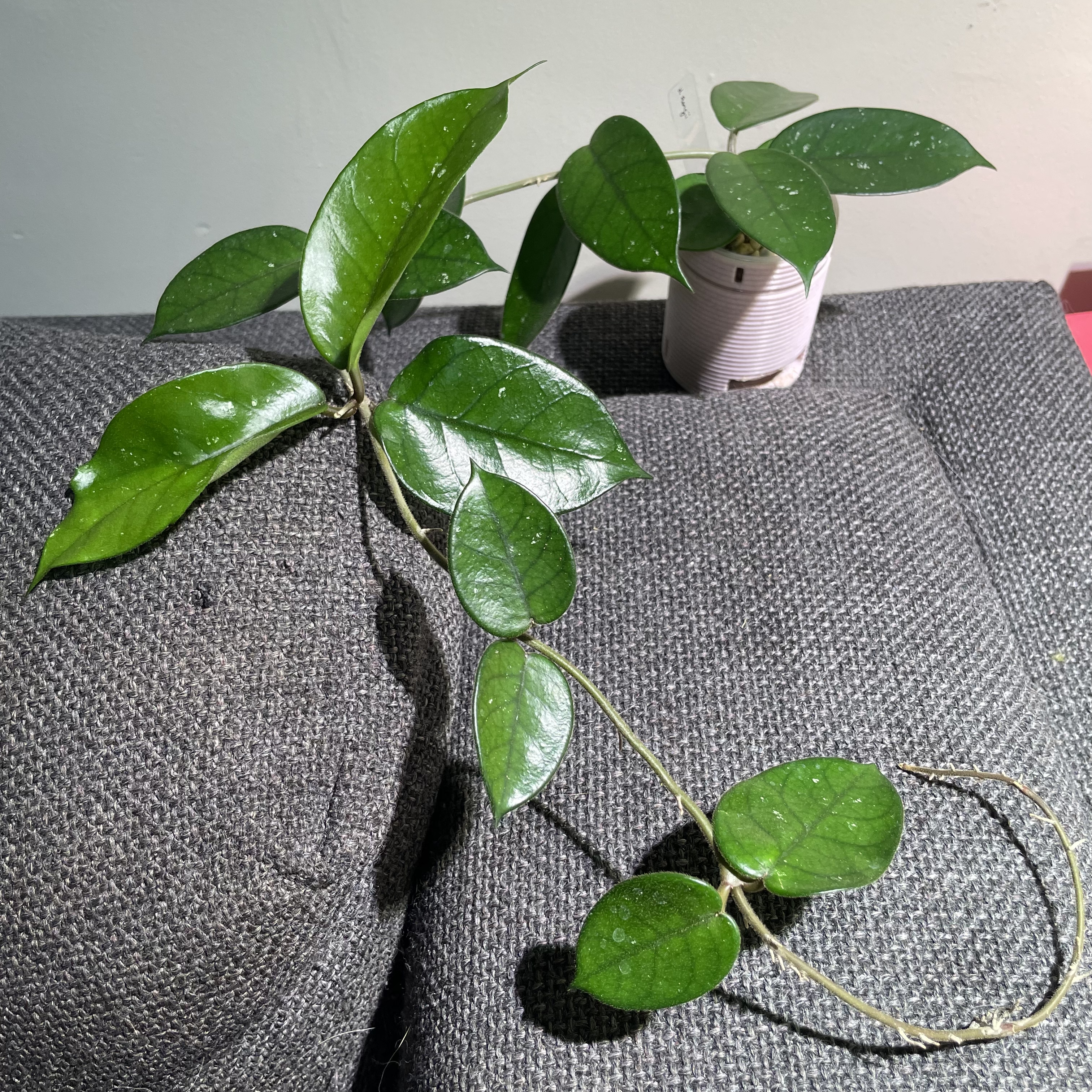 Porcelain Flower plant with healthy green leaves on a fabric surface, pot visible in the background.