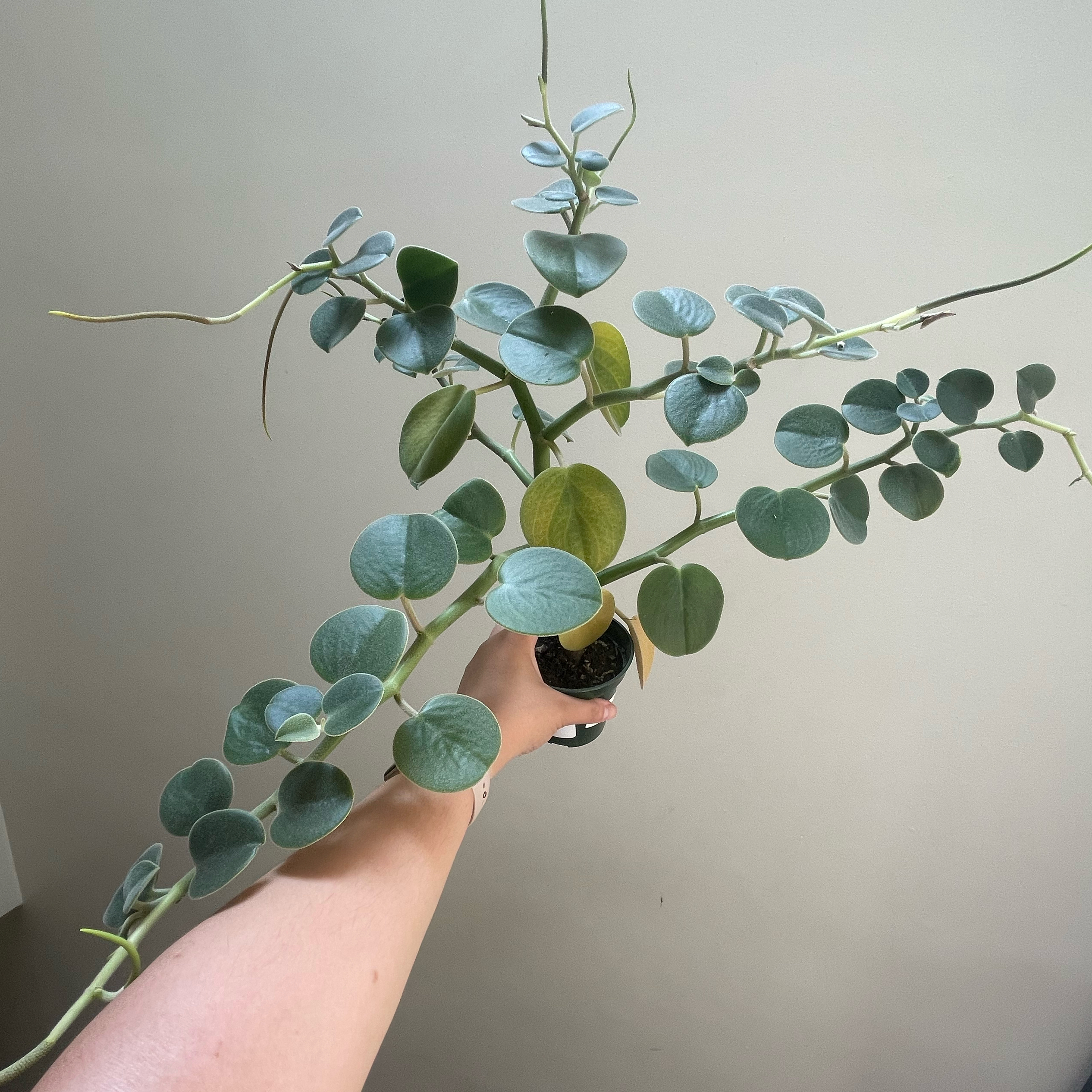 Felted Peperomia plant with round green leaves, one yellow leaf, held by a hand.