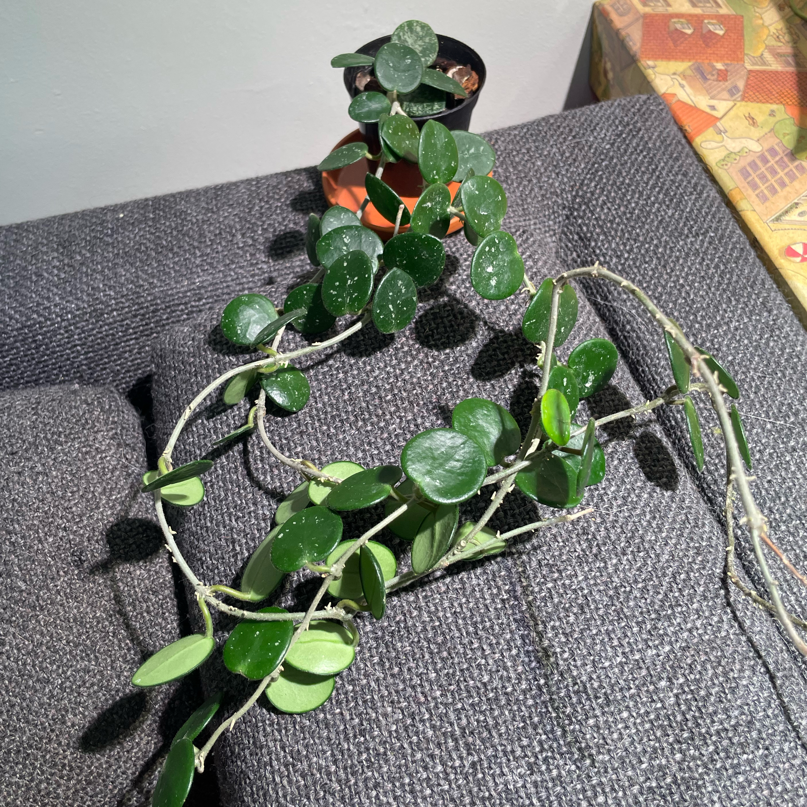 Photo of the plant species Hoya 'Mathilde Super Splash' by @Alinaa named [✂️] Midge on Greg, the plant care app