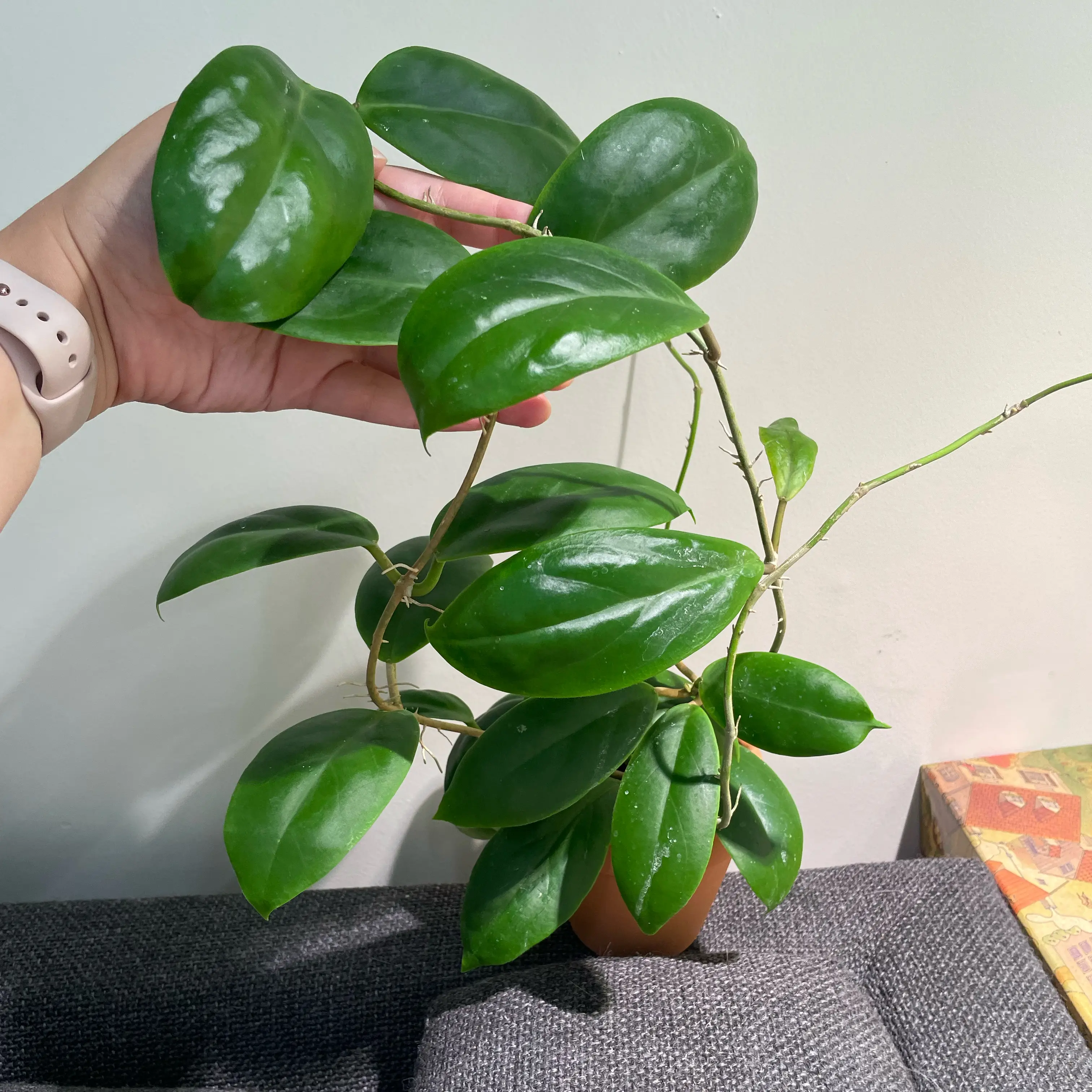 Photo of the plant species Hoya diversifolia by @Alinaa named [🎁] Derwin on Greg, the plant care app
