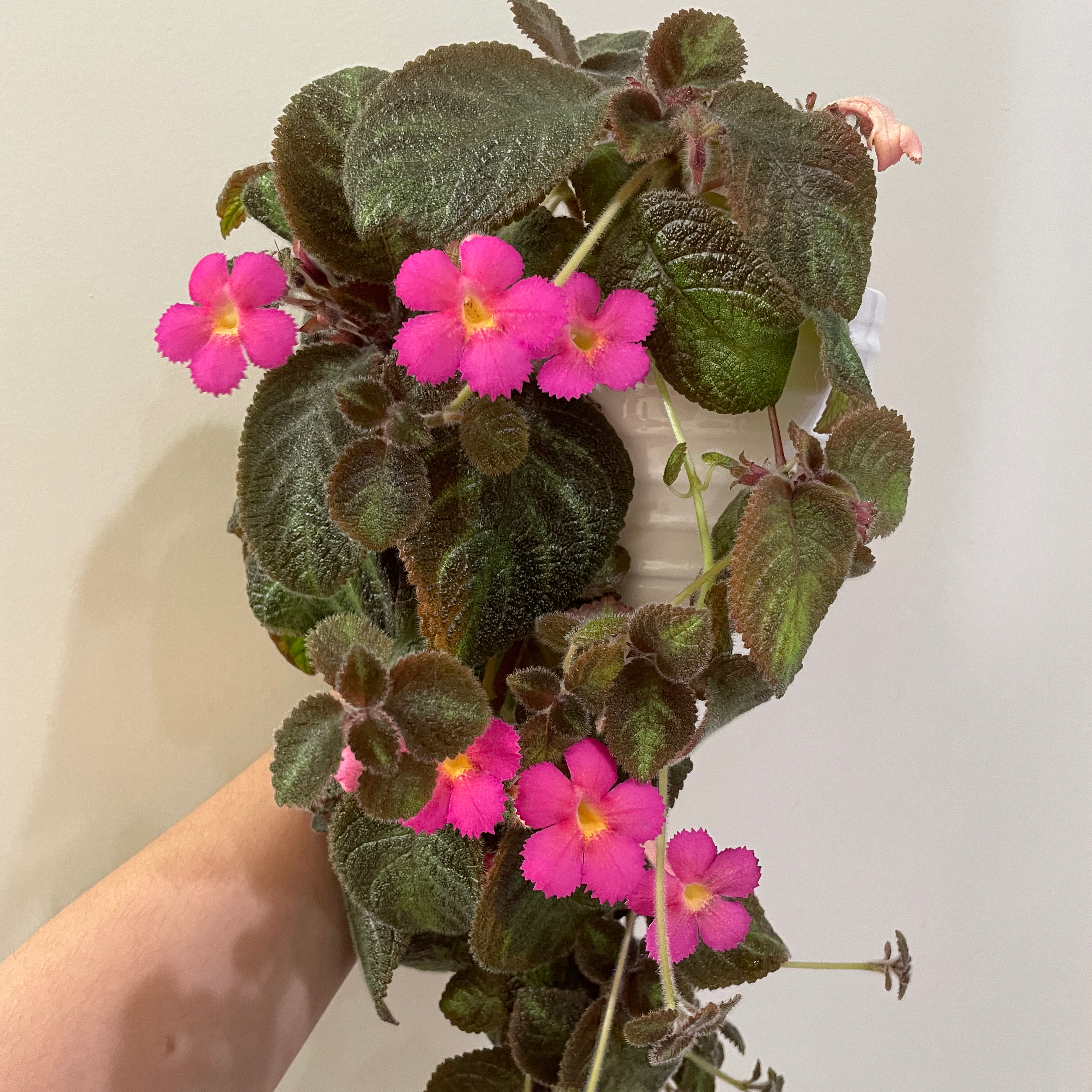 Photo of the plant species Episcia 'Pink Panther' by @Alinaa named [😭] Delilah on Greg, the plant care app