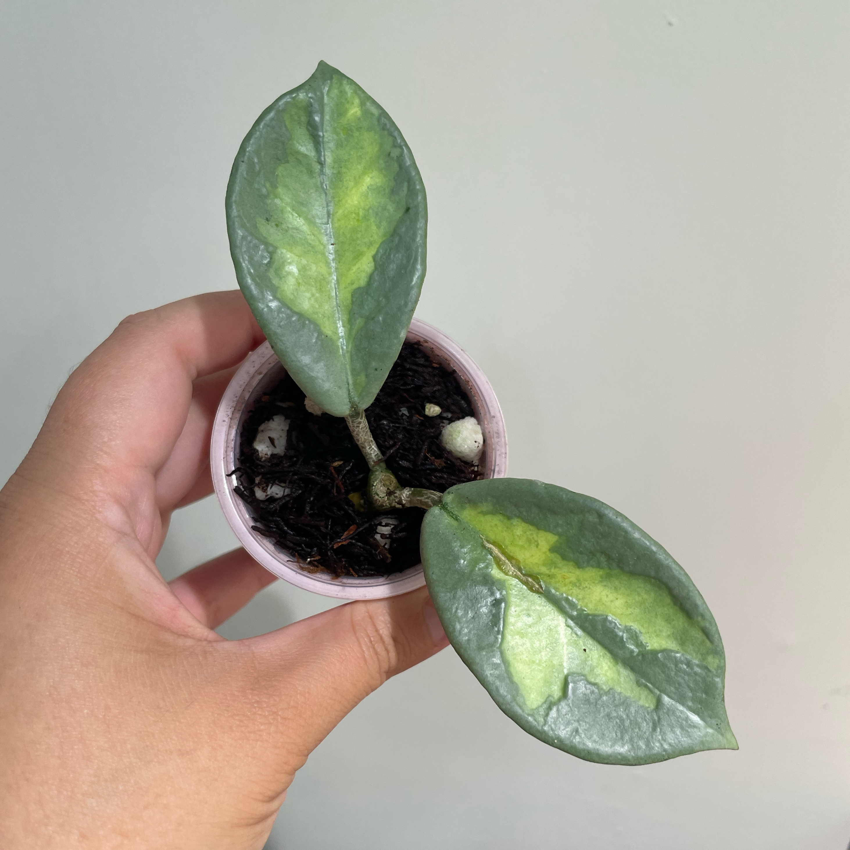 Photo of the plant species Hoya Argentea Princess by @Alinaa named [🗑️] Audie on Greg, the plant care app