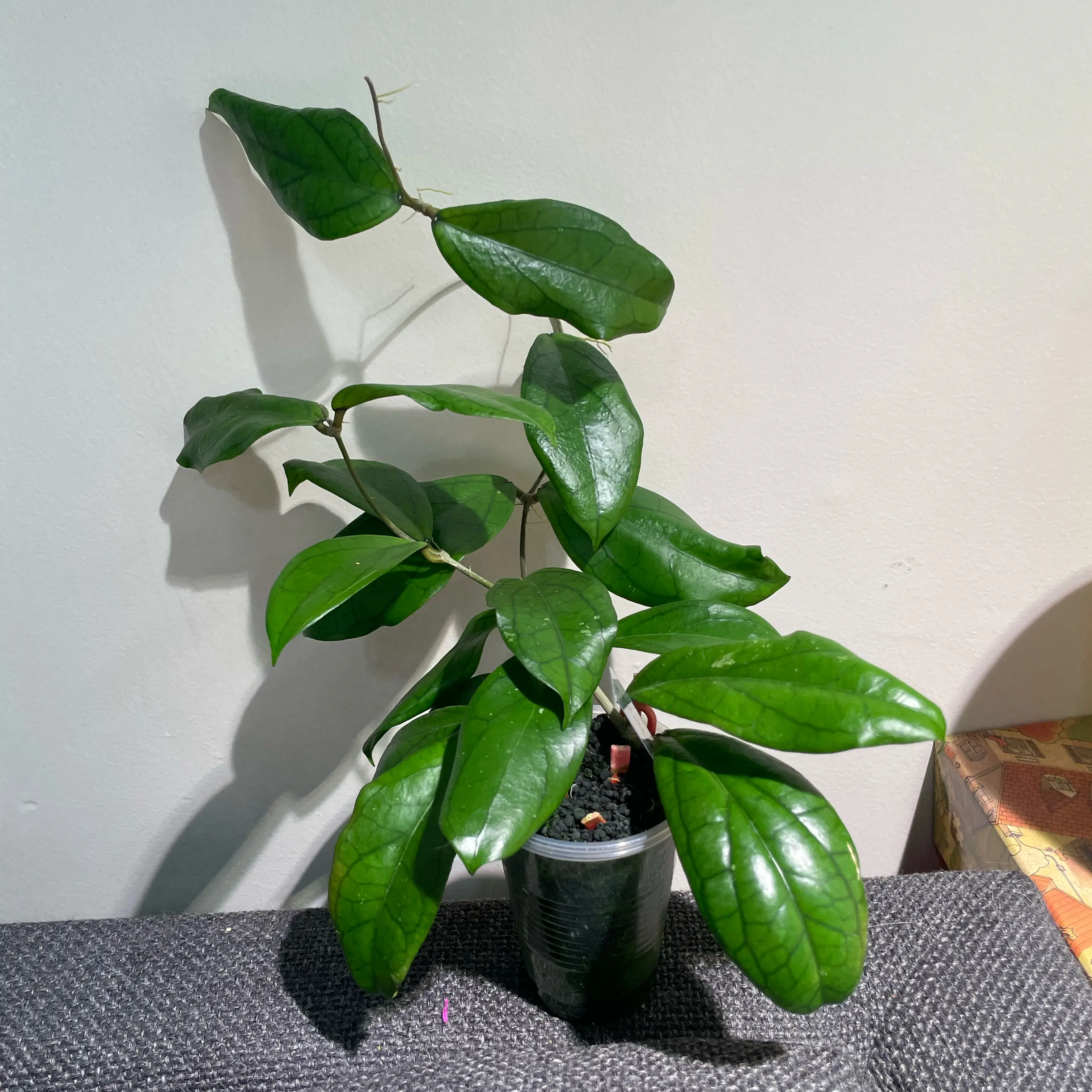 Keep Your Hoya 'Spring Rabbit' Alive: Light, Water & Care Instructions