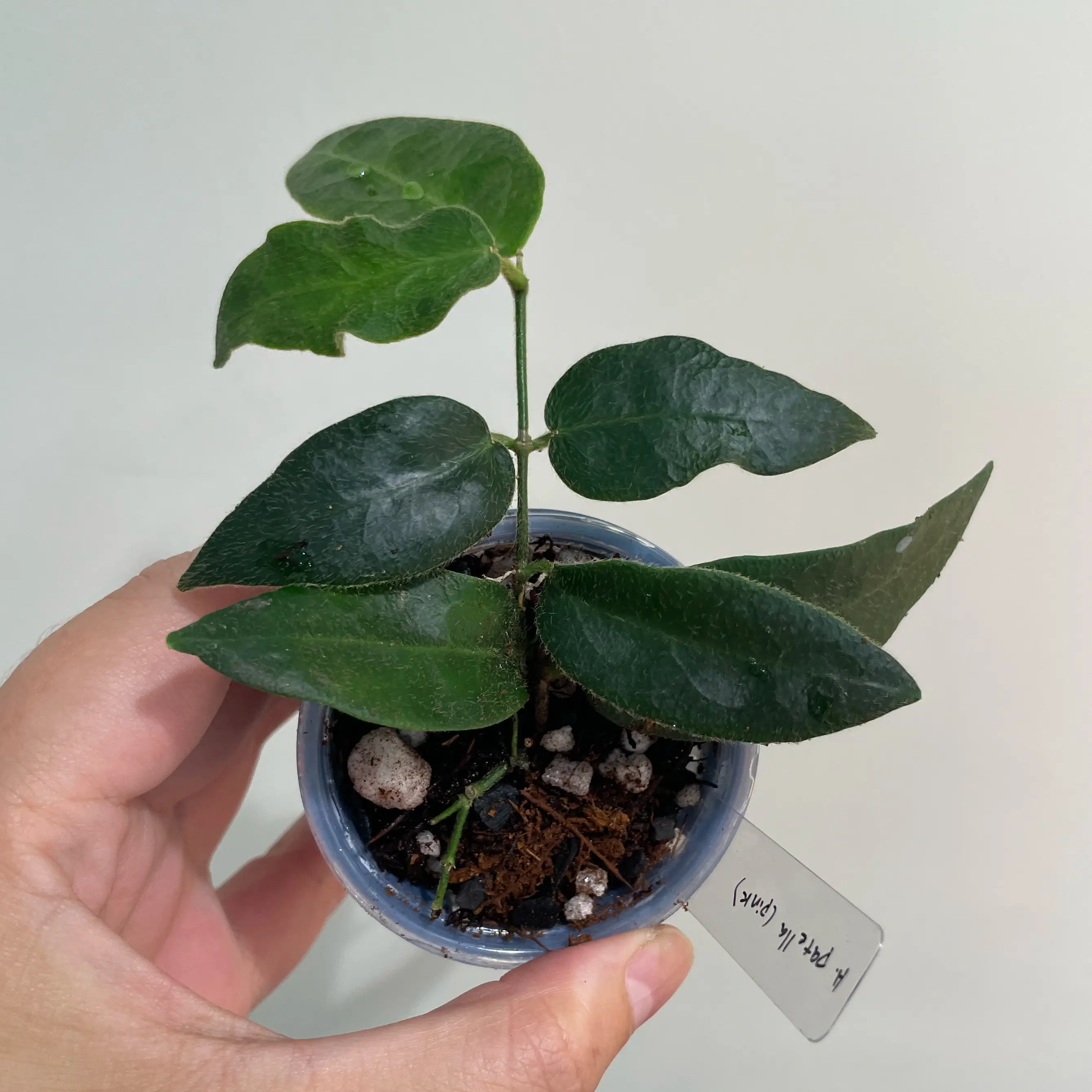 Photo of the plant species hoya patella 'pink' by @Alinaa named [h-q5] Sol on Greg, the plant care app