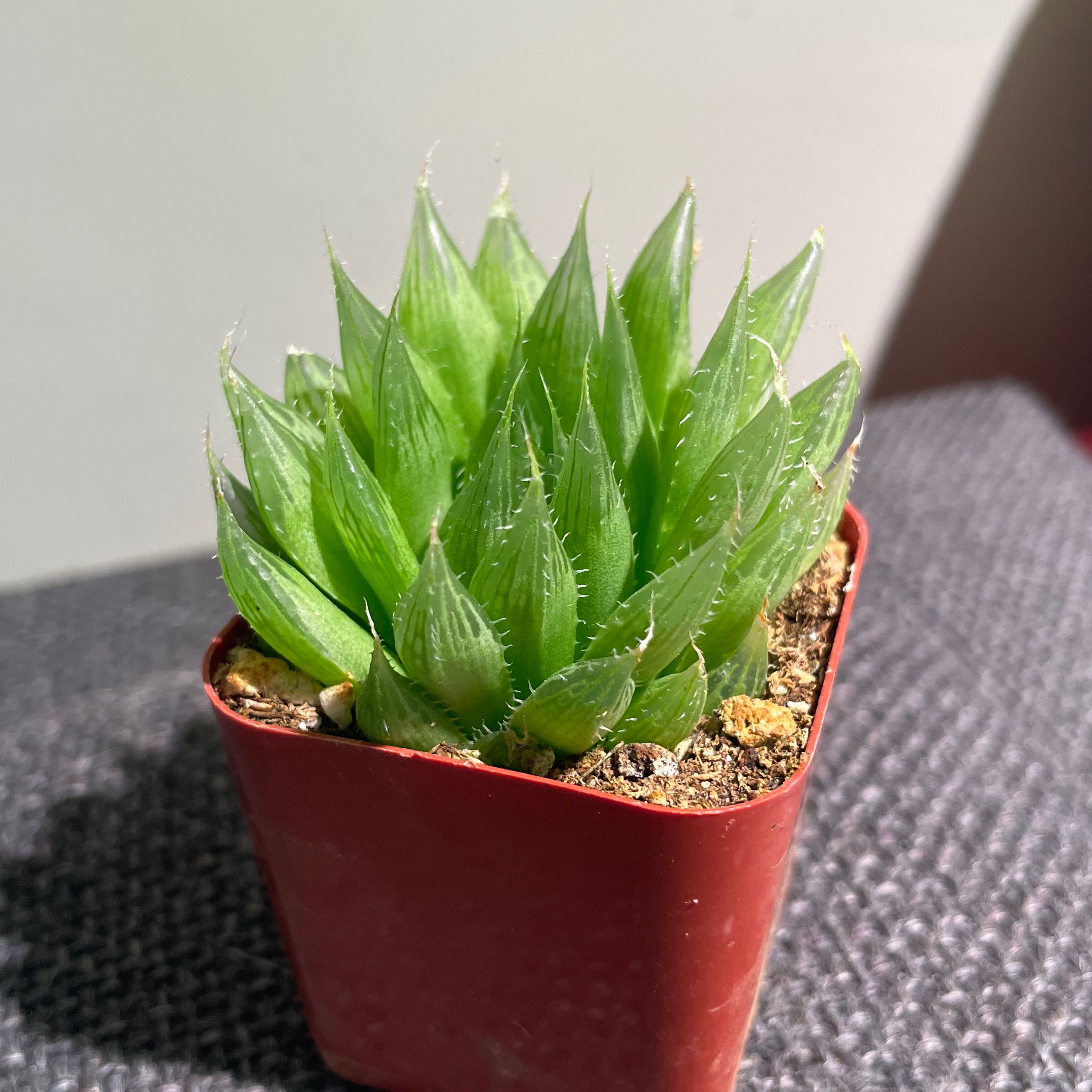 Photo of the plant species Haworthia Cooperi var. Cooperi by @Alinaa named [💵] Harold on Greg, the plant care app